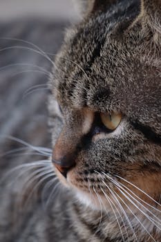 盛合晶微IPO:亮眼增速难掩大客户风险 产能未打满却筹资48亿元扩产 特殊架构或加大行权难度 新闻